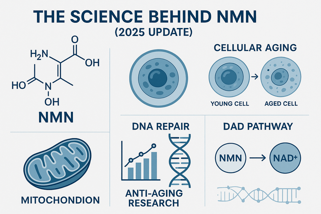 The Science Behind NMN  (2025 Update) - SellHealth UK